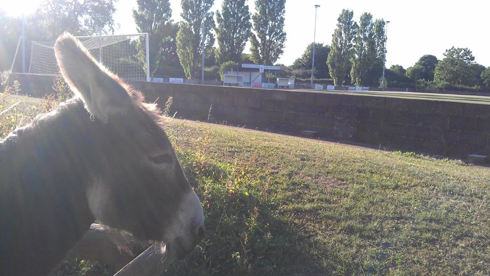donkey.jpg