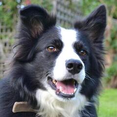 SwalePie